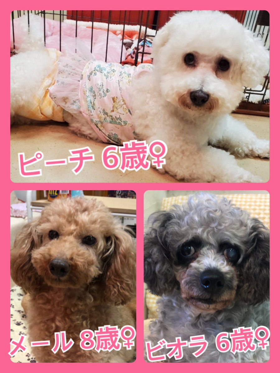 🐾今日の里親様募集中ワンコ🐶メンバーです🐾2020,5,4